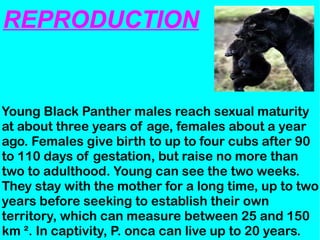 Young Black Panther males reach sexual maturity
at about three years of age, females about a year
ago. Females give birth to up to four cubs after 90
to 110 days of gestation, but raise no more than
two to adulthood. Young can see the two weeks.
They stay with the mother for a long time, up to two
years before seeking to establish their own
territory, which can measure between 25 and 150
km ². In captivity, P. onca can live up to 20 years.
REPRODUCTION
 