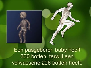 Een pasgeboren baby heeft
300 botten, terwijl een
volwassene 206 botten heeft.
 