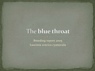 Breeding report 2005
Luscinia svecica cyanecula
 