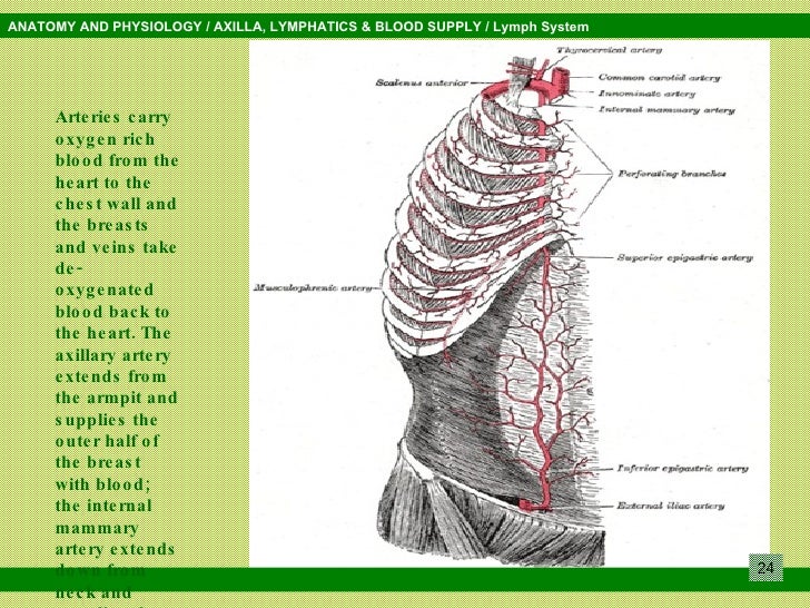 Breast and the Axilla