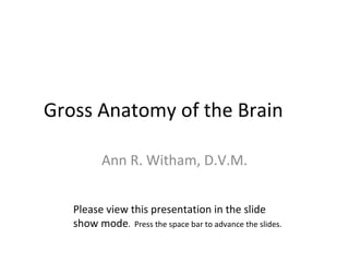 Gross Anatomy of the Brain Ann R. Witham, D.V.M. Please view this presentation in the slide show mode .  Press the space bar to advance the slides. 