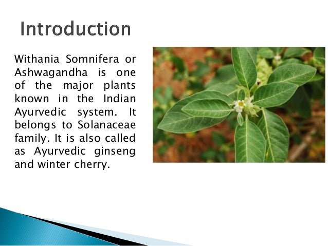 Ashwagandha withania somnifera benefits somnifera)