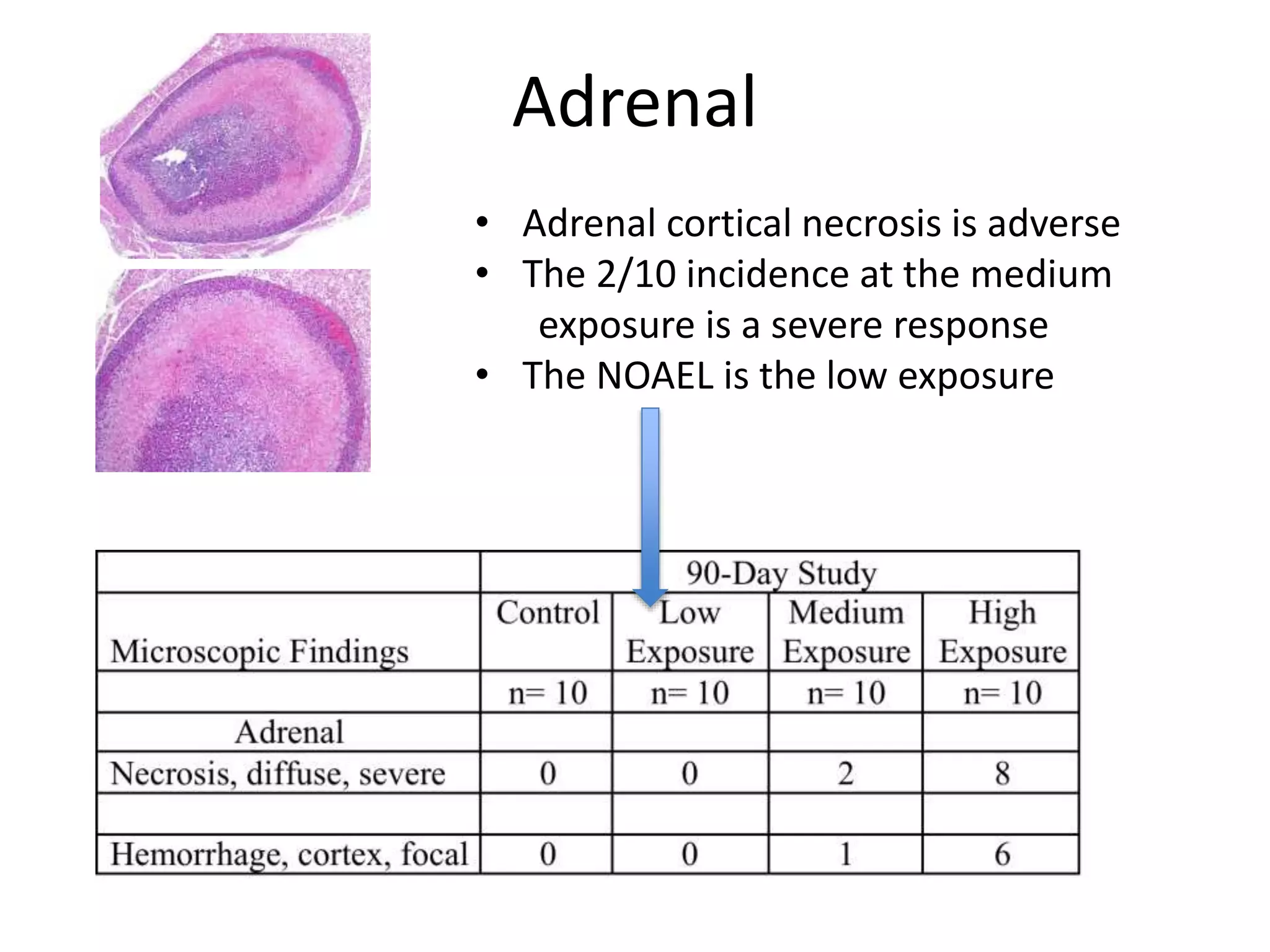 Adrenal
• Adrenal cortical necrosis is adverse
• The 2/10 incidence at the medium
exposure is a severe response
• The NOAEL is the low exposure