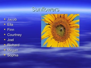 Sunflowers ,[object Object],[object Object],[object Object],[object Object],[object Object],[object Object],[object Object],[object Object]