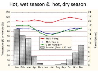 Hot, wet season & hot, dry season
                                  110                                                           240

                                  100                                                           220

                                   90                                                           200
Temperature (F) or Humidity (%)




                                                                                                180
                                   80
                                                                                                160
                                   70




                                                                                                      Rainfall (inches)
                                                                                                140
                                   60
                                                               M ax. T em p.                    120
                                   50                          M in. T em p.                    100
                                   40                          9 am Hum idity
                                                               Rainfall (T otal 650 inch)       80
                                   30
                                                                                                60
                                   20                                                           40
                                   10                                                           20
                                    0                                                           0
                                        Jan Feb M ar Apr M ay Jun   Jul   Aug Sep Oct Nov Dec
 