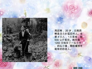 周廷艳， 20 岁，云南西
畴县法斗乡猛后村人。全
家 4 口人， 1.5 亩地，收
500 公斤苞谷。她外借
1260 元钱买了一头小牛
、四头小猪，期盼着明年
能有好的收入。
 