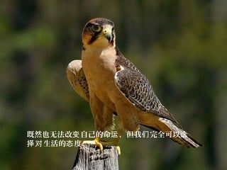 既然也无法改 自己的命 ，但我 完全可以变 运 们 选
生活的 度。择对 态
 