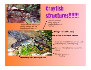 crayfish
                                   Crayfish
                                   structures!!!!!!!
                                         This is a antenna
                                         and it helps the
The swimmerets are used for              crayfish feel were it
putting the eggs in it,but               is going.
female cray8ish use it !!!!

                                                  The eyes are used for seeing

                                                 A mouth is used for eating.


                                                  This is pincer and the pincers are used
                                                  for hunting and protecting itself

                                                   These are walking legs they are used for
                                                   walking.

                                                   The joints are used for
                                                         bending.
The tail flap helps the crayfish move.
 