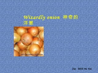 Wizardly onion  神奇的洋葱 Jan  2010 He Yan 