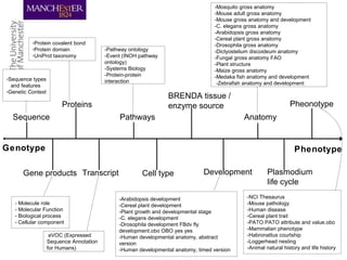 Genotype Phenotype
Sequence
Proteins
Gene products Transcript
Pathways
Cell type
BRENDA tissue /
enzyme source
Development
Anatomy
Pheonotype
Plasmodium
life cycle
-Sequence types
and features
-Genetic Context
- Molecule role
- Molecular Function
- Biological process
- Cellular component
-Protein covalent bond
-Protein domain
-UniProt taxonomy
-Pathway ontology
-Event (INOH pathway
ontology)
-Systems Biology
-Protein-protein
interaction
-Arabidopsis development
-Cereal plant development
-Plant growth and developmental stage
-C. elegans development
-Drosophila development FBdv fly
development.obo OBO yes yes
-Human developmental anatomy, abstract
version
-Human developmental anatomy, timed version
-Mosquito gross anatomy
-Mouse adult gross anatomy
-Mouse gross anatomy and development
-C. elegans gross anatomy
-Arabidopsis gross anatomy
-Cereal plant gross anatomy
-Drosophila gross anatomy
-Dictyostelium discoideum anatomy
-Fungal gross anatomy FAO
-Plant structure
-Maize gross anatomy
-Medaka fish anatomy and development
-Zebrafish anatomy and development
-NCI Thesaurus
-Mouse pathology
-Human disease
-Cereal plant trait
-PATO PATO attribute and value.obo
-Mammalian phenotype
-Habronattus courtship
-Loggerhead nesting
-Animal natural history and life history
eVOC (Expressed
Sequence Annotation
for Humans)
 