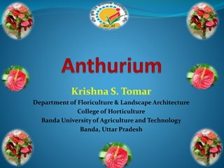 Krishna S. Tomar
Department of Floriculture & Landscape Architecture
College of Horticulture
Banda University of Agriculture and Technology
Banda, Uttar Pradesh
 