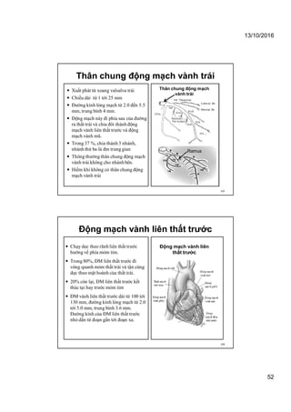 13/10/2016
52
Thân chung động mạch vành trái
 Xuất phát từ xoang valsalva trái
 Chiều dài từ 1 tới 25 mm
 Đường kính lòng mạch từ 2.0 đến 5.5
mm, trung bình 4 mm.
 Động mạch này đi phía sau của đường
ra thất trái và chia đôi thành động
mạch vành liên thất trước và động
mạch vành mũ.
 Trong 37 %, chia thành 3 nhánh,
nhánh thứ ba là đm trung gian
 Thông thường thân chung động mạch
vành trái không cho nhánhbên.
 Hiếm khi không có thân chung động
mạch vành trái
103
Thân chung động mạch
vành trái
Ramus
Động mạch vành liên thất trước
 Chạy dọc theo rãnh liên thất trước
hướng về phía mỏm tim.
 Trong 80%, ĐM liên thất trước đi
vòng quanh mỏm thất trái và tận cùng
dọc theo mặt hoành của thất trái.
 20% còn lại, ĐM liên thất trước kết
thúc tại hay trước mỏm tim
 ĐM vành liên thất trước dài từ 100 tới
130 mm, đường kính lòng mạch từ 2.0
tới 5.0 mm, trung bình 3.6 mm.
Đường kính của ĐM liên thất trước
nhỏ dần từ đoạn gần tới đoạn xa.
104
Động mạch vành liên
thất trước
 