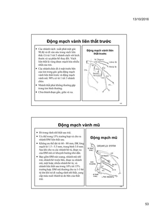 13/10/2016
53
Động mạch vành liên thất trước
 Các nhánhvách: xuất phát một góc
90 độ và đi vào sâu trong vách liên
thất. Có từ 3 tới 5 nhánhvách với kích
thước và sự phân bố thay đổi. Vách
liên thất là vùng được mạch hóa nhiều
nhất của tim.
 Các nhánhchéo đi ở mặt trước bên
của tim trong góc giữa động mạch
vành liên thất trước và động mạch
vành mũ. 90% có từ 1 tới 3 nhánh
chéo.
 Nhánh thất phải không thường gặp
trong tim bình thường.
 Chia thành đoạn gần, giữa và xa.
105
Động mạch vành liên
thất trước
Động mạch vành mũ
 Đi trong rãnh nhĩ thất sau trái.
 Ưu thế trong 15% trường hợp và cho ra
nhánh ĐM liên thất sau.
 Không ưu thế dài từ 60 - 80 mm, ĐK lòng
mạch từ 1.5 - 5.5 mm, trung bình 3.0 mm.
Sau khi cho ra các nhánh bờ tù, đoạn xa
của ĐM mũ có khuynh hướng nhỏ dần.
 Bao gồm ĐM nút xoang, nhánhmũ nhĩ
trái, nhánhbờ trước bên, đoạn xa nhánh
mũ, một hoặc nhiều nhánhbờ tù, và
nhánh liên thất sau trong 10% tới 15%
trườnghợp. ĐM mũ thường cho ra 1-3 bờ
tù lớn khi nó đi xuống rãnh nhĩ thất, cung
cấp máu nuôi thànhtự do bên của thất
trái.
106
Động mạch mũ
 