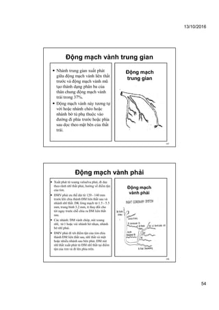 13/10/2016
54
Động mạch vành trung gian
 Nhánh trung gian xuất phát
giữa động mạch vành liên thất
trước và động mạch vành mũ
tạo thành dạng phân ba của
thân chung động mạch vành
trái trong 37%.
 Động mạch vành này tương tự
với hoặc nhánh chéo hoặc
nhánh bờ tù phụ thuộc vào
đường đi phía trước hoặc phía
sau dọc theo mặt bên của thất
trái.
107
Động mạch
trung gian
Động mạch vành phải
 Xuất phát từ xoang valsalva phải, đi dọc
theo rãnh nhĩ thất phải, hướng về điểm tận
của tim.
 ĐMV phải ưu thế dài từ 120 - 140 mm
trước khi chia thành ĐM liên thất sau và
nhánh nhĩ thất. ĐK lòng mạch từ 1.5 - 5.5
mm, trung bình 3.2 mm, ít thay đổi cho
tới ngay trước chỗ chia ra ĐM liên thất
sau.
 Các nhánh: ĐM vành chóp, nút xoang
nhĩ, từ 1 hoặc vài nhánh bờ nhọn, nhánh
bờ nhĩ phải.
 ĐMV phải đi tới điểm tận của tim chia
thành ĐM liên thất sau, nhĩ thất và một
hoặc nhiều nhánh sau bên phải. ĐM nút
nhĩ thất xuất phát từ ĐM nhĩ thất tại điểm
tận của tim và đi lên phía trên.
108
Động mạch
vành phải
 