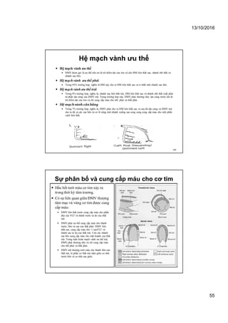 13/10/2016
55
Hệ mạch vành ưu thế
 Hệ mạch vành ưu thế
 ĐMV được gọi là ưu thế nếu nó đi tới điểm tận của tim và cho ĐM liên thất sau, nhánh nhĩ thất và
nhánh sau bên.
 Hệ mạch vành ưu thế phải
 Trong 85% trường hợp, nghĩa là ĐM này cho ra ĐM liên thất sau và ít nhất một nhánh sau bên.
 Hệ mạch vành ưu thế trái
 Trong 8% trường hợp, nghĩa là, nhánh sau bên thất trái, ĐM liên thất sau và nhánh nhĩ thất xuất phát
từ phần tận cùng của ĐMV mũ. Trong trường hợp này, ĐMV phải thường nhỏ, tận cùng trước khi đi
tới điểm tận của tim và chỉ cung cấp máu cho nhĩ phải và thất phải.
 Hệ mạch vành cân bằng
 Trong 7% trường hợp, nghĩa là, ĐMV phải cho ra ĐM liên thất sau và sau đó tận cùng và ĐMV mũ
cho ra tất cả các sau bên và có lẽ cũng một nhánh xuống sau song song cung cấp máu cho một phần
vách liên thất.
109
Sự phân bố và cung cấp máu cho cơ tim
 Hầu hết tưới máu cơ tim xảy ra
trong thời kỳ tâm trương.
 Có sự liên quan giữa ĐMV thượng
tâm mạc và vùng cơ tim được cung
cấp máu:
 ĐMV liên thất trước cung cấp máu cho phần
đáy của VLT và thành trước tự do của thất
trái.
 ĐMV phải ưu thế cung cấp máu cho thành
trước, bên và sau của thất phải. ĐMV liên
thất sau, cung cấp máu cho ¼ sauVLT và
thành sau tự do của thất trái. Còn các nhánh
sau bên cung cấp máu cho mặt hoành của thất
trái. Trong tuần hoàn mạch vành ưu thế trái,
ĐMV phải thường nhỏ và chỉ cung cấp máu
cho nhĩ phải và thất phải.
 ĐMV mũ thường tưới máu cho thành bên của
thất trái, là phần cơ thất trái nằm giữa cơ nhũ
trước bên và cơ nhũ sau giữa.
 