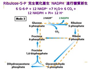 Ribulose-5-PRibulose-5-P 完全氧化產生完全氧化產生 NADPHNADPH 進行糖質新生進行糖質新生
6 G-6-P + 12 NADP6 G-6-P + 12 NADP++
+7 H+7 H22OO 6 CO6 CO22 ++
12 NADPH + Pi+ 12 H12 NADPH + Pi+ 12 H++
 