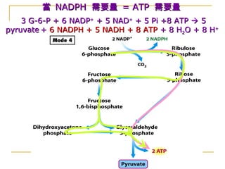 當當 NADPHNADPH 需要量需要量 = ATP= ATP 需要量需要量
3 G-6-P + 6 NADP3 G-6-P + 6 NADP++
+ 5 NAD+ 5 NAD++
+ 5 Pi +8 ATP+ 5 Pi +8 ATP  55
pyruvatepyruvate ++ 6 NADPH + 5 NADH + 8 ATP6 NADPH + 5 NADH + 8 ATP + 8 H+ 8 H22O + 8 HO + 8 H++
 