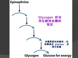 身體需要的能量時，迅
速轉換成 glucose ，並
產生能量
Glycogen 的功
用在維持血糖的
恒定
 