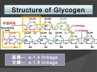 Structure of Glycogen
直鏈— α-1,4 linkage
支鏈— α-1,6 linkage
非還原端
 