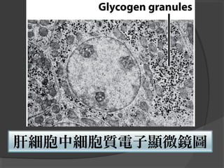 肝細胞中細胞質電子顯微鏡圖
 