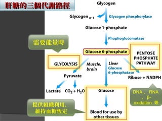 肝糖的三個代謝路徑肝糖的三個代謝路徑
需要能量時
提供組織利用，
維持血糖恆定
DNA 、 RNA
、 β-
oxidation 等
 