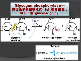 Glycogen phosphorylase—Glycogen phosphorylase—
剪切後以磷酸根取代剪切後以磷酸根取代 1st1st 碳的殘基，碳的殘基，
切下一個切下一個 glucoseglucose 分子。分子。
 