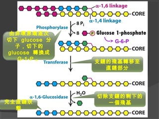 由非環原端逐次
切下 glucose 分
子，切下的
glucose 轉換成
G-1-P 。
支鏈的殘基轉移至
直鏈部分
切除支鏈的剩下的
一個殘基完全直鏈狀
態
G-6-P
 