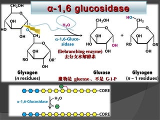 (Debranching enzyme)(Debranching enzyme)
去分支水解酵素去分支水解酵素
物是產物是產 glucoseglucose ，不是，不是 G-1-PG-1-P
αα-1,6 glucosidase-1,6 glucosidase
 