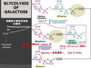 Epimer ( 表異構物 ) ： Gal Glc
G-6-P
Glycolysis
pathway
Phosphoglucomuta
se
Gal-1-P
G-1-P
轉移帶有磷酸根的 uridine 到
Gal-1-P 原本的 UDP-glucose 轉變成
G-1-P
與醣類代謝路徑接軌
的酵素
 