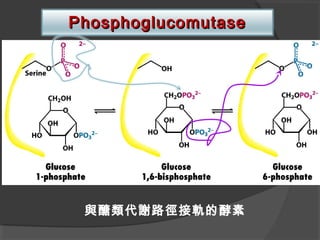 PhosphoglucomutasePhosphoglucomutase
與醣類代謝路徑接軌的酵素
 