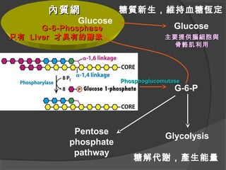 G-6-P
Glucose
Glycolysis
糖質新生，維持血糖恆定
糖解代謝，產生能量
Pentose
phosphate
pathway
PhosphoglucomutasePhosphoglucomutase
G-6-PhosphaseG-6-Phosphase
只有只有 LiverLiver 才具有的酵素才具有的酵素
內質網內質網
Glucose
主要提供腦細胞與主要提供腦細胞與
骨骼肌利用骨骼肌利用
 