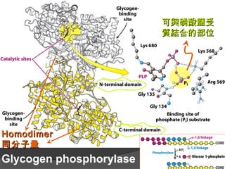 Glycogen phosphorylase
HomodimerHomodimer
同分子量同分子量
可與磷酸鹽受可與磷酸鹽受
質結合的部位質結合的部位
 
