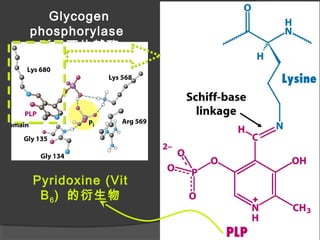 Glycogen
phosphorylase
所需要的輔酶
Pyridoxine (Vit
B6) 的衍生物
 