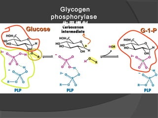 GlucoseGlucose G-1-PG-1-P
Glycogen
phosphorylase
作用機制
 
