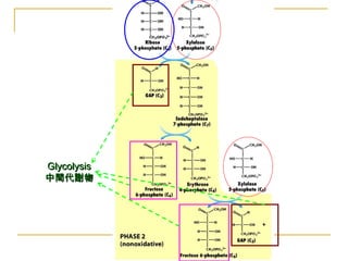 GlycolysisGlycolysis
中間代謝物中間代謝物
 