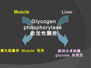 Muscle Liver
Glycogen
phosphorylase
的活性調控
產生能量供 Muscle 利用 維持全身組織
glucose 的恒定
 