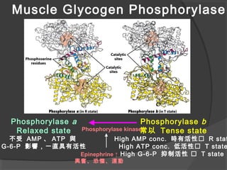 Muscle Glycogen Phosphorylase
Phosphorylase a
Relaxed state
不受 AMP 、 ATP 與
G-6-P 影響，一直具有活性
Phosphorylase b
常以 Tense state
High AMP conc. 時有活性 R stat
High ATP conc. 低活性 T state
High G-6-P 抑制活性  T stateEpinephrine ↑
興奮、恐懼、運動
Phosphorylase kinase
 