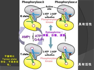平衡時以平衡時以
Tense stateTense state
存在，不具有活存在，不具有活
性。性。
AMP↑AMP↑ ATP↑ATP↑
Phosphorylase
kinase
Phosphorylase
kinase
具有活性
具有活性
Epinephrine ↑
興奮、恐懼、運動
G-6-P↑G-6-P↑
 