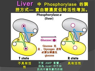LiverLiver 中 Phosphorylase 的調
控方式— 當血糖濃度低時活性增加。
不具有活不具有活
性性
具有活性具有活性
GlucoseGlucose 充充
足，足， GlycogenGlycogen 沒有沒有
必要分解產生必要分解產生
glucoseglucose
不受不受 AMPAMP 影響，影響，
因為因為 liverliver 中不如中不如
肌肉中會有劇烈的能肌肉中會有劇烈的能
 