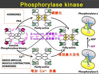 增加 Ca2+
含量
磷酸化
β-subunit 被磷酸化
δ-subunit 被鈣離子化
得到最大活性
Phosphorylase kinase
 