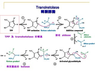 TransketolaseTransketolase
轉酮醇酶轉酮醇酶
TPP 為 transketolase 的輔基
接收 aldose
得到重組的 ketose
 