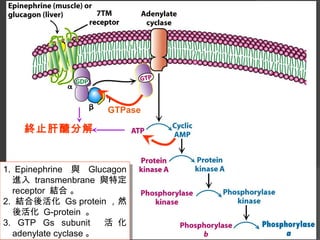 1. Epinephrine 與 Glucagon
進入 transmenbrane 與特定
receptor 結合 。
2. 結合後活化 Gs protein ，然
後活化 G-protein 。
3. GTP Gs subunit 活 化
adenylate cyclase 。
1. Epinephrine 與 Glucagon
進入 transmenbrane 與特定
receptor 結合 。
2. 結合後活化 Gs protein ，然
後活化 G-protein 。
3. GTP Gs subunit 活 化
adenylate cyclase 。
GTPase
終止肝醣分解
 