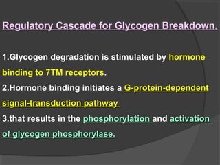 Regulatory Cascade for Glycogen Breakdown.
1.Glycogen degradation is stimulated by hormone
binding to 7TM receptors.
2.Hormone binding initiates a G-protein-dependentG-protein-dependent
signal-transduction pathwaysignal-transduction pathway
3.that results in the phosphorylation and activationactivation
of glycogen phosphorylase.of glycogen phosphorylase.
 