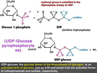 (Uridine triphosphate)
(UDP-Glucose
pyrophosphoryla
se)
UDP-glucose, the glucose donor in the biosynthesis of glycogenglucose donor in the biosynthesis of glycogen, is an
activated form of glucoseactivated form of glucose, just as ATP and acetyl CoA are activated forms
of orthophosphate and acetate, respectively.
hydroxyl group is esterified to thehydroxyl group is esterified to the
diphosphate moiety of UDP.diphosphate moiety of UDP.
 