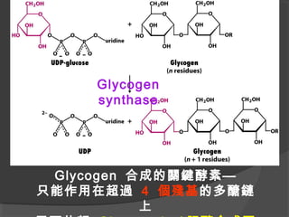 Glycogen
synthase
Glycogen 合成的關鍵酵素—
只能作用在超過 4 個殘基的多醣鏈
上
 