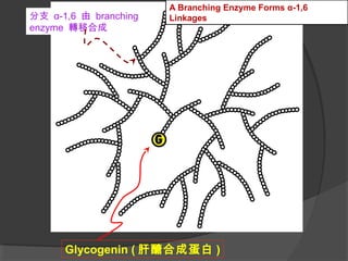 Glycogenin ( 肝醣合成蛋白 )
分支 α-1,6 由 branching
enzyme 轉移合成
A Branching Enzyme Forms α-1,6
Linkages
 