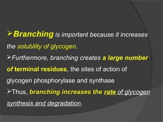Branching is important because it increases
the solubility of glycogen.
Furthermore, branching creates a large number
of terminal residues, the sites of action of
glycogen phosphorylase and synthase
Thus, branching increases thebranching increases the rate of glycogen
synthesis and degradation.
 