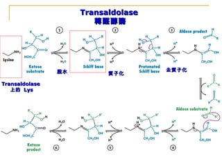 TransaldolaseTransaldolase
轉醛醇酶轉醛醇酶
TransaldolaseTransaldolase
上的上的 LysLys
脫水脫水 質子化質子化
去質子化去質子化
 