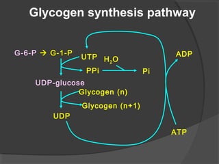 G-6-P  G-1-P
UTP
UDP-glucose
PPi
H2O
Pi
Glycogen (n)
Glycogen (n+1)
UDP
ATP
ADP
Glycogen synthesis pathway
 