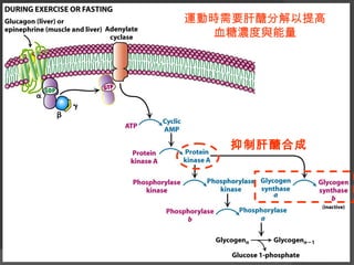 抑制肝醣合成
運動時需要肝醣分解以提高
血糖濃度與能量
 